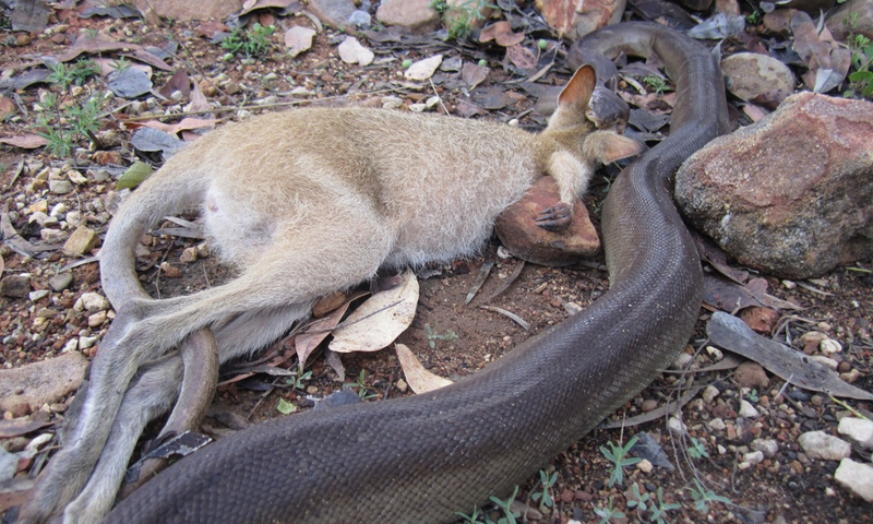 Illustration for article titled Incredible Images Show A Python Devouring An Entire Wallaby